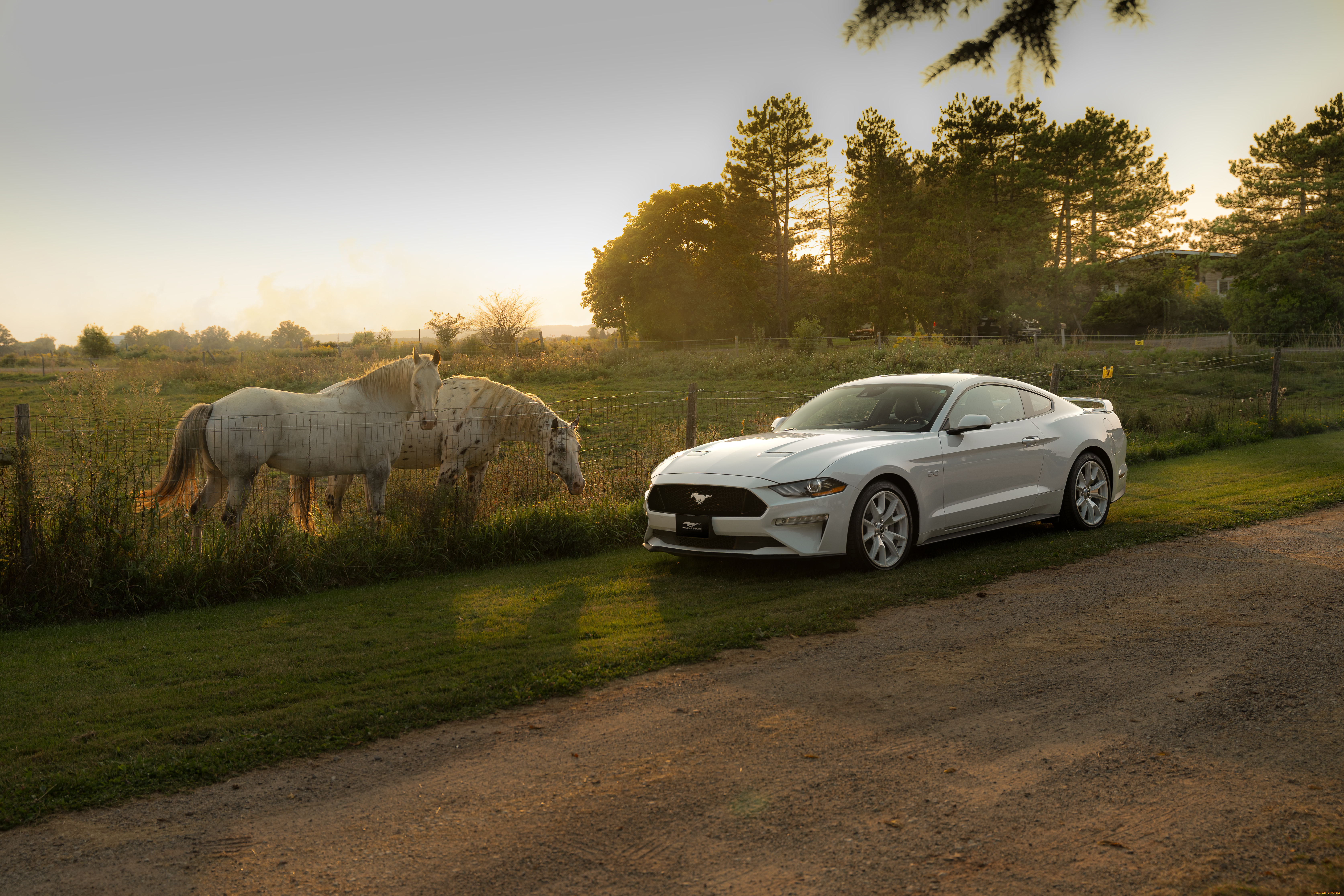 , mustang